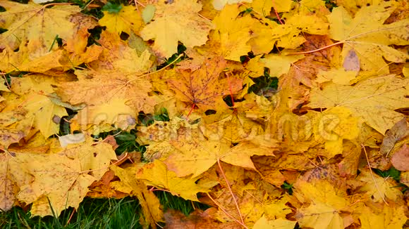 秋天湿的黄枫视频的预览图