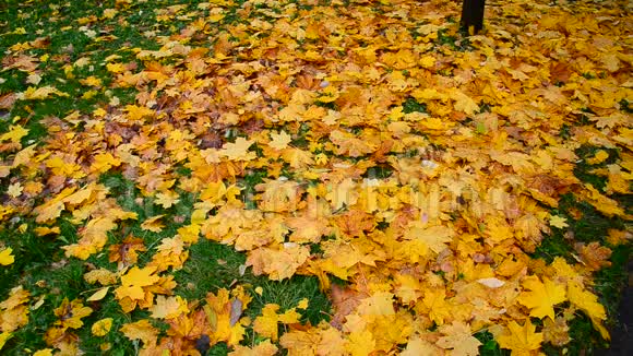 秋天湿的黄枫视频的预览图