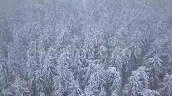 在雪山针叶林中飞过暴风雪不舒服的冬天天气视频的预览图