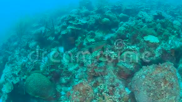 珊瑚生活加勒比海博内尔岛水下潜水1080P视频视频的预览图