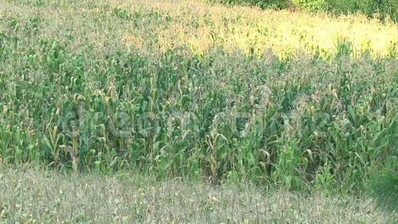 晴天的玉米田种植园视频的预览图