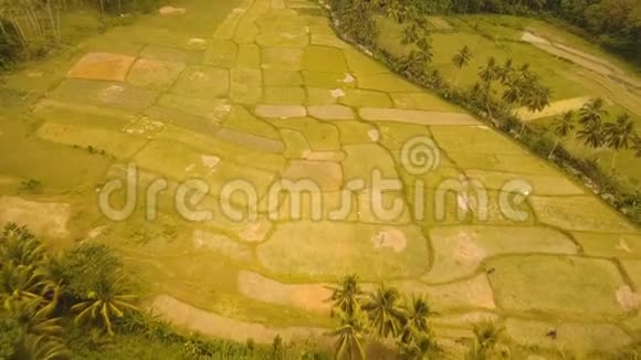 稻田的鸟瞰图菲律宾视频的预览图