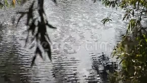 阳光反射在水上视频的预览图