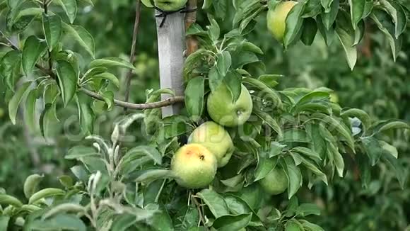 果园里有红苹果的苹果树视频的预览图