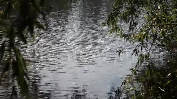 阳光反射在水上视频的预览图