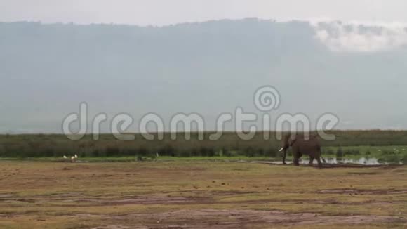 坦桑尼亚火山口高地Ngorongoro保护区NCA视频的预览图