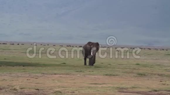 坦桑尼亚火山口高地Ngorongoro保护区NCA视频的预览图