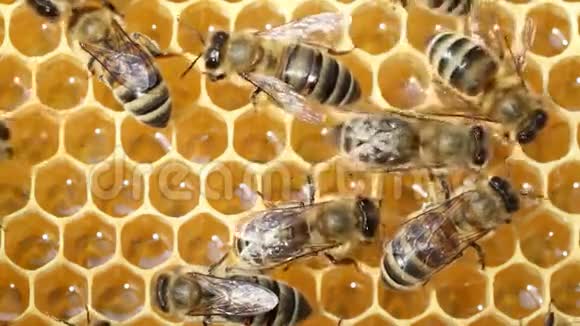 在蜂巢里工作的蜜蜂视频的预览图