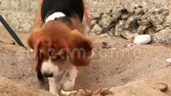 小猎犬想从沙子里嗅出什么东西视频的预览图