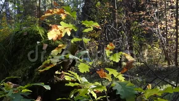 秋天的橡树叶子在阳光明媚的树林背景上视频的预览图