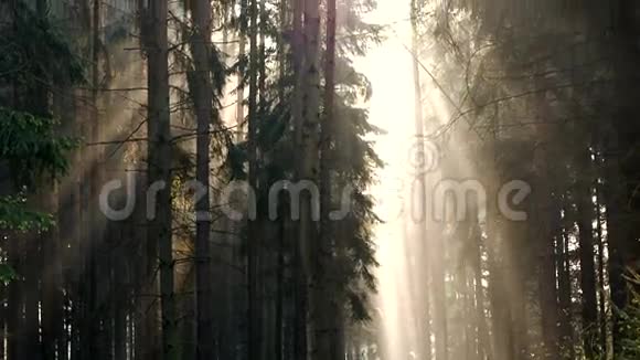 太阳在树上的光芒视频的预览图