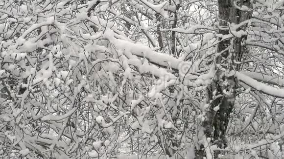 冬天的森林和雪视频的预览图