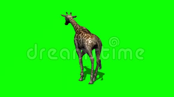 长颈鹿步行绿色屏幕视频的预览图
