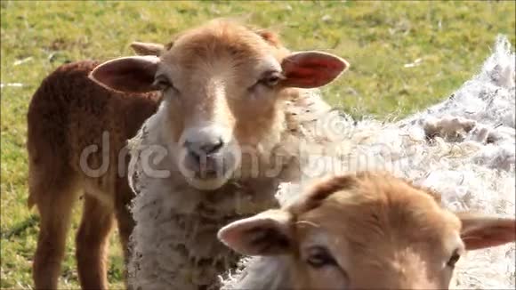 春天有一只白棕色的羊和一只小羊视频的预览图