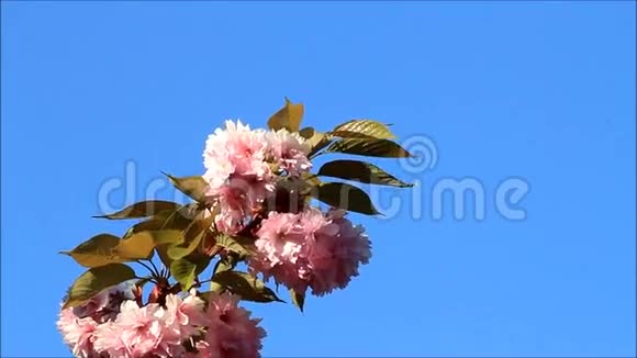 春天樱花枝视频的预览图