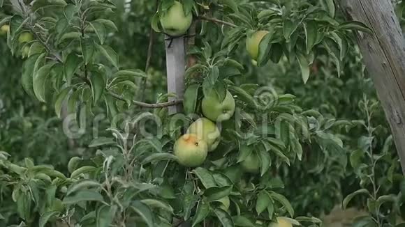 果园里有黄苹果的苹果树视频的预览图