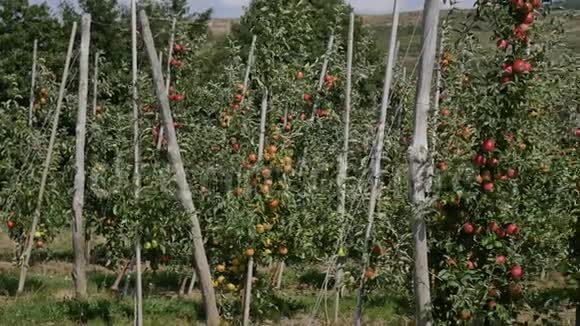 果园里有红苹果的苹果树视频的预览图