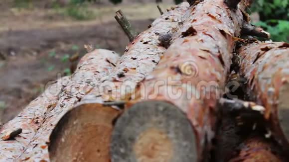 折叠的树在地上森林砍伐的问题从被砍倒的树木中得到的巨大的原木躺在地上的森林里从视频的预览图