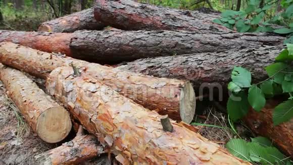 折叠的树在地上从刚倒下来的树上倒下来从被砍倒的树上砍下来的的原木躺在地上的森林里问题是视频的预览图
