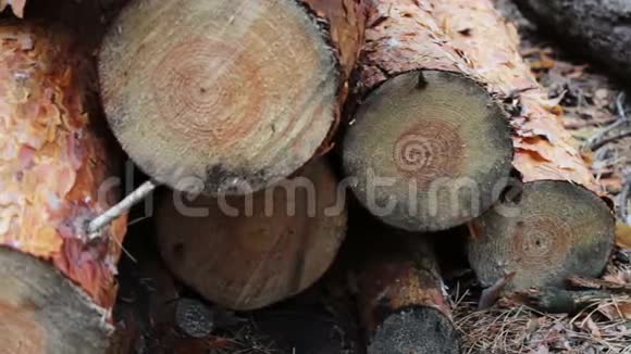 折叠的树在地上森林砍伐的问题从被砍倒的树木中得到的巨大的原木躺在地上的森林里从视频的预览图
