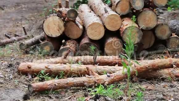森林砍伐的问题从被砍倒的树木中得到的巨大的原木躺在地上的森林里折叠的树在地上从视频的预览图