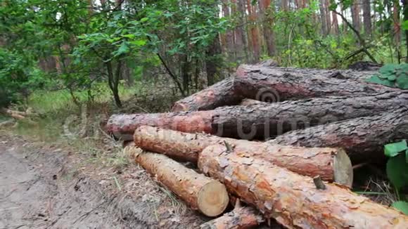 折叠的树在地上从刚倒下来的树上倒下来从被砍倒的树上砍下来的的原木躺在地上的森林里问题是视频的预览图