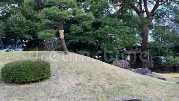 东京的日本花园视频的预览图