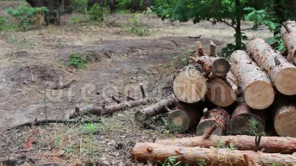 森林砍伐的问题从被砍倒的树木中得到的巨大的原木躺在地上的森林里折叠的树在地上从视频的预览图