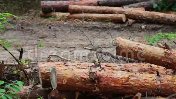 从被砍倒的树上砍下来的的原木躺在地上的森林里折叠的树在地上从刚倒下来的树上倒下来问题是视频的预览图