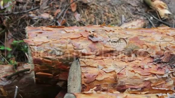从被砍倒的树上砍下来的的原木躺在地上的森林里折叠的树在地上从刚倒下来的树上倒下来问题是视频的预览图