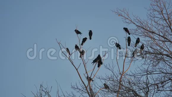 成群的鸟从树上起飞成群的乌鸦黑鸟干树天空中的乌鸦视频的预览图