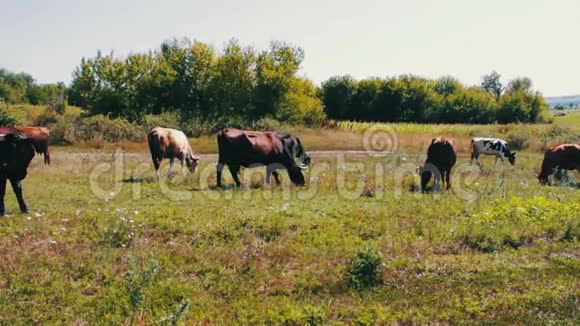 夏天牛群在绿色草地上放牧视频的预览图
