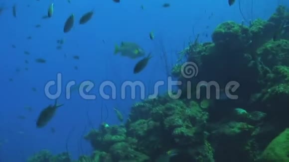 在荷属安的列斯群岛的库拉考潜水视频的预览图