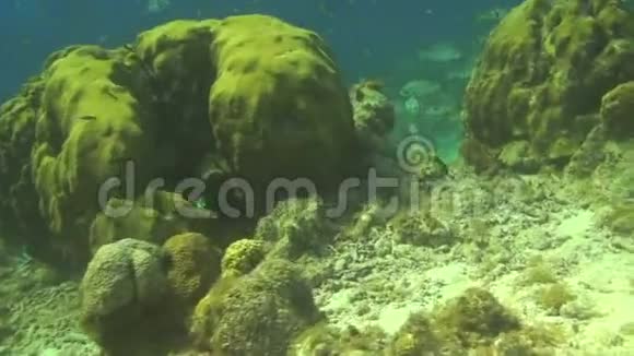 在荷属安的列斯群岛的库拉考潜水视频的预览图