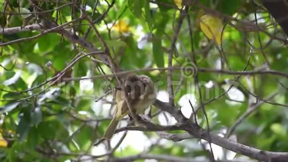 大自然中树上的鸟街耳视频的预览图