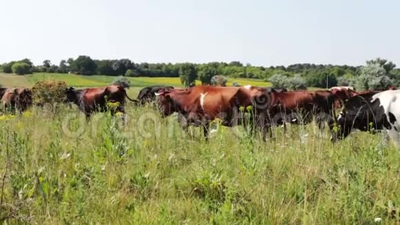 夏天牛群在绿色草地上放牧视频的预览图