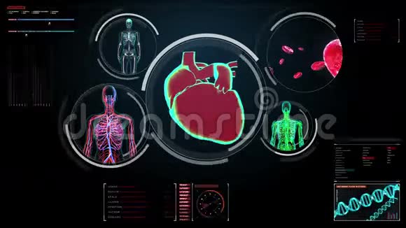 数字显示女性身体扫描血管淋巴心脏循环系统视频的预览图
