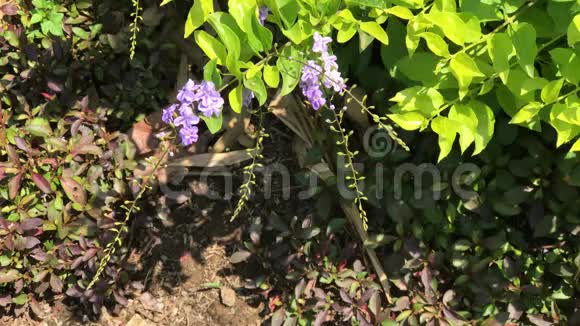 小白混合紫花或杜兰塔代表花视频的预览图