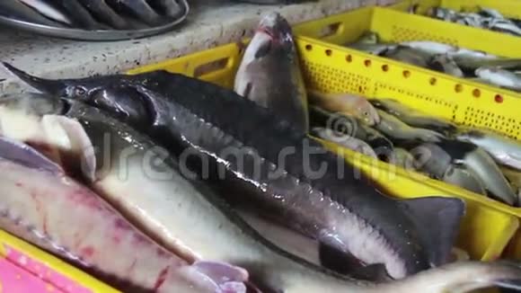 柜台市场上的新鲜鱼视频的预览图