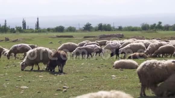羊群在田野里的羊群与山腰的羊群视频的预览图