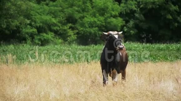 牛在村附近的草地上放牧视频的预览图