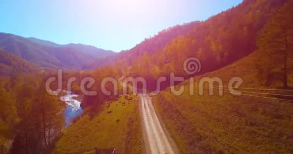 在阳光明媚的夏日早晨中气飞越新鲜的山河和草地农村土路下面奶牛和汽车视频的预览图