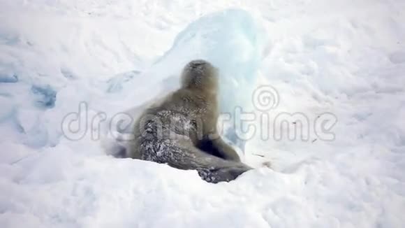 冰雪中寻找妈妈的新生海豹小学生视频的预览图