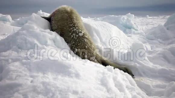 冰雪中寻找妈妈的新生海豹小学生视频的预览图