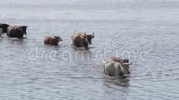 野牛在拉脱维亚英格兰湖游泳视频的预览图