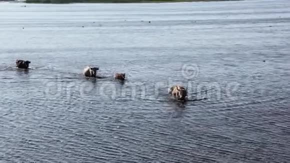 野牛在拉脱维亚英格兰湖游泳视频的预览图
