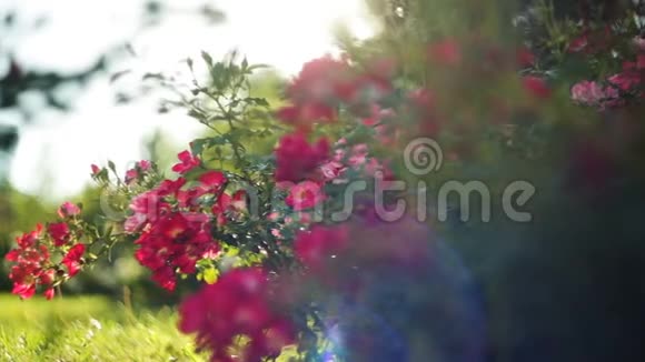 夏日公园里美丽的红花视频的预览图