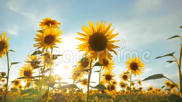 日落在生活方式的田野上向日葵在多云的天空上收获农业向日葵领域概念视频的预览图
