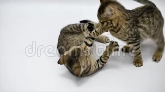 两只猫在白色背景上互相玩耍动作缓慢视频的预览图