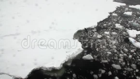 在南极海洋的雪海岸上密封视频的预览图